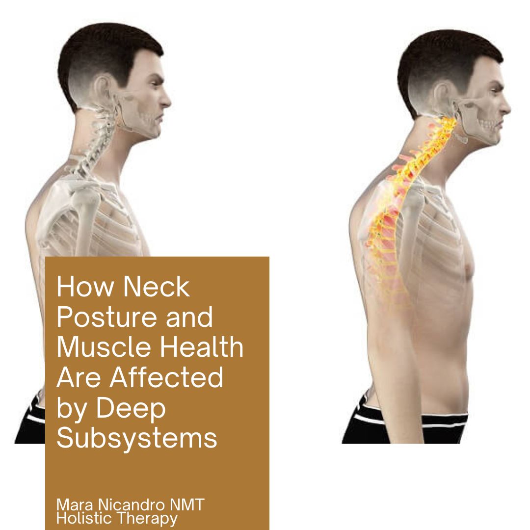 How Neck Posture and Muscle Health Are Affected by Deep Subsystems