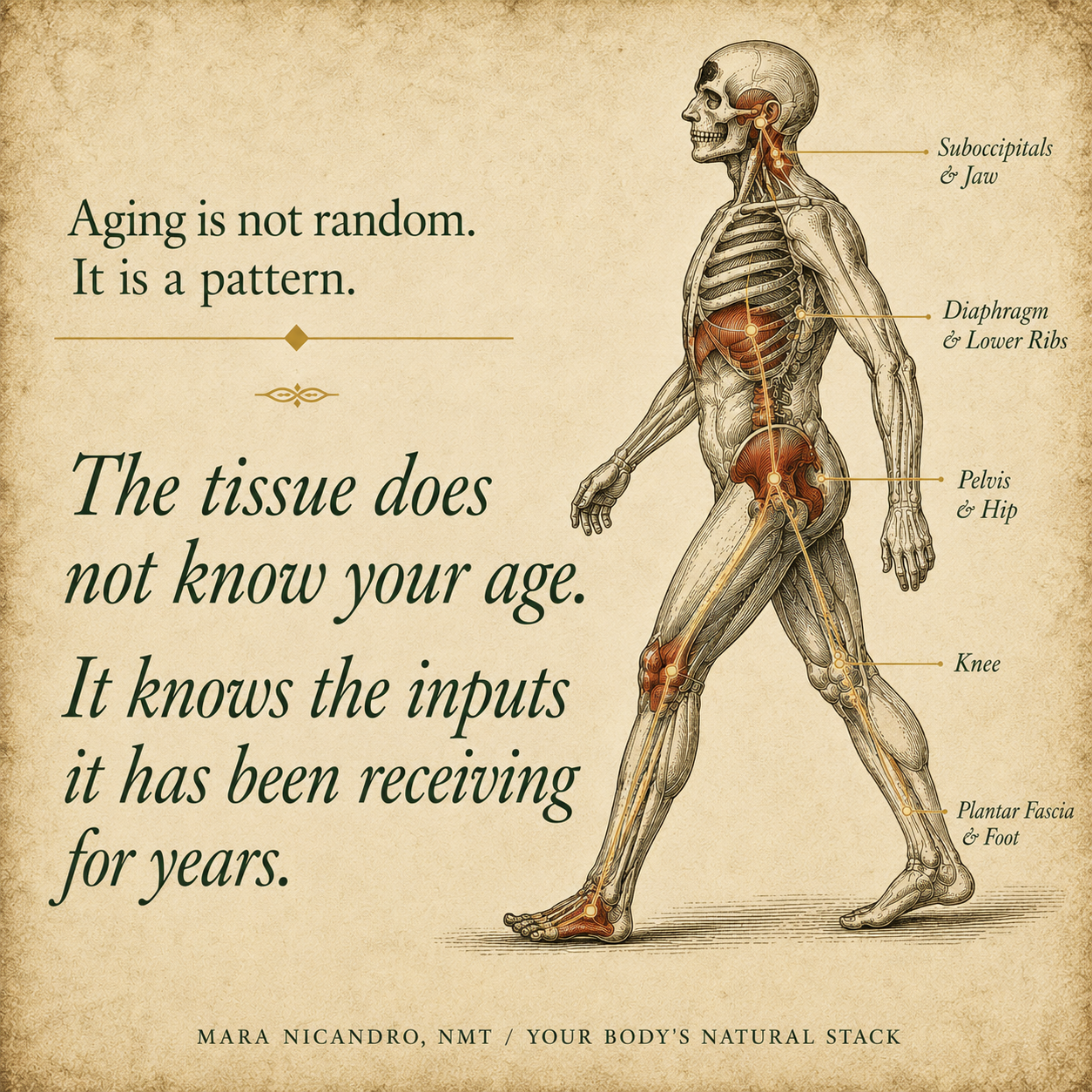 Aging Is Not Random. It Is a Pattern.