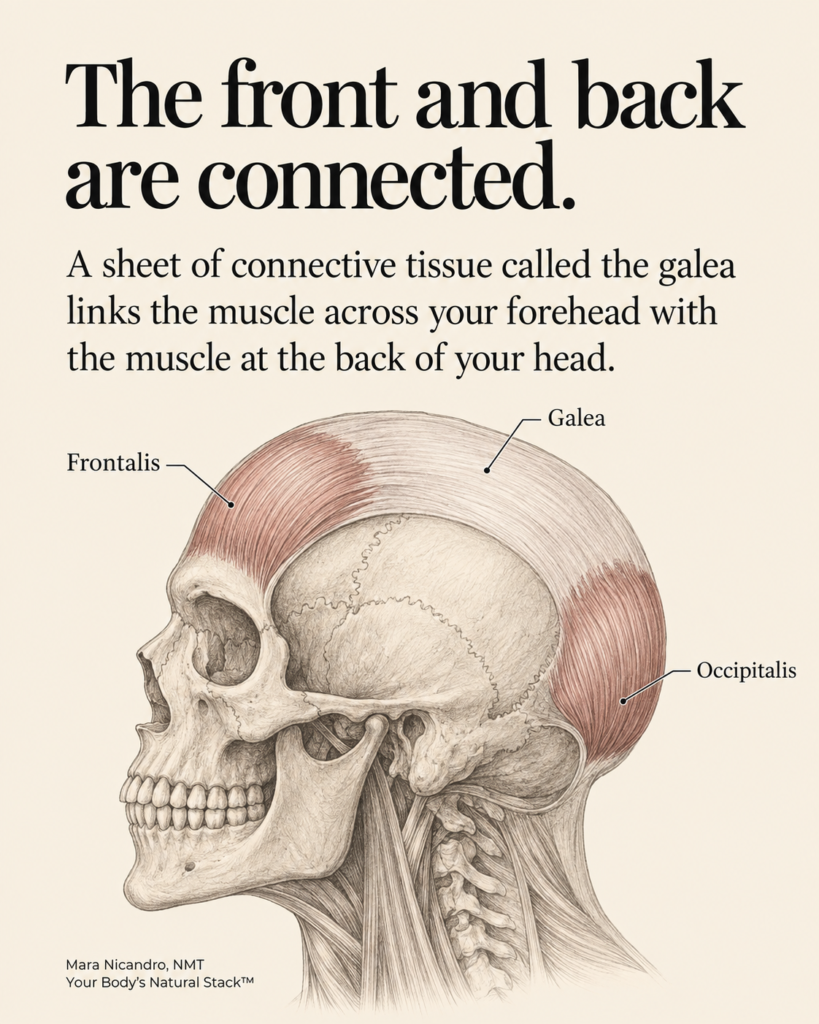 Side-view anatomical illustration showing the galea connecting the frontalis muscle at the forehead with the occipitalis muscle at the back of the head.